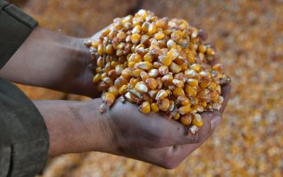 Food Systems and Food Security: Connecting the Dots for Achieving Sufficiency of Healthy and Sustainable Foods